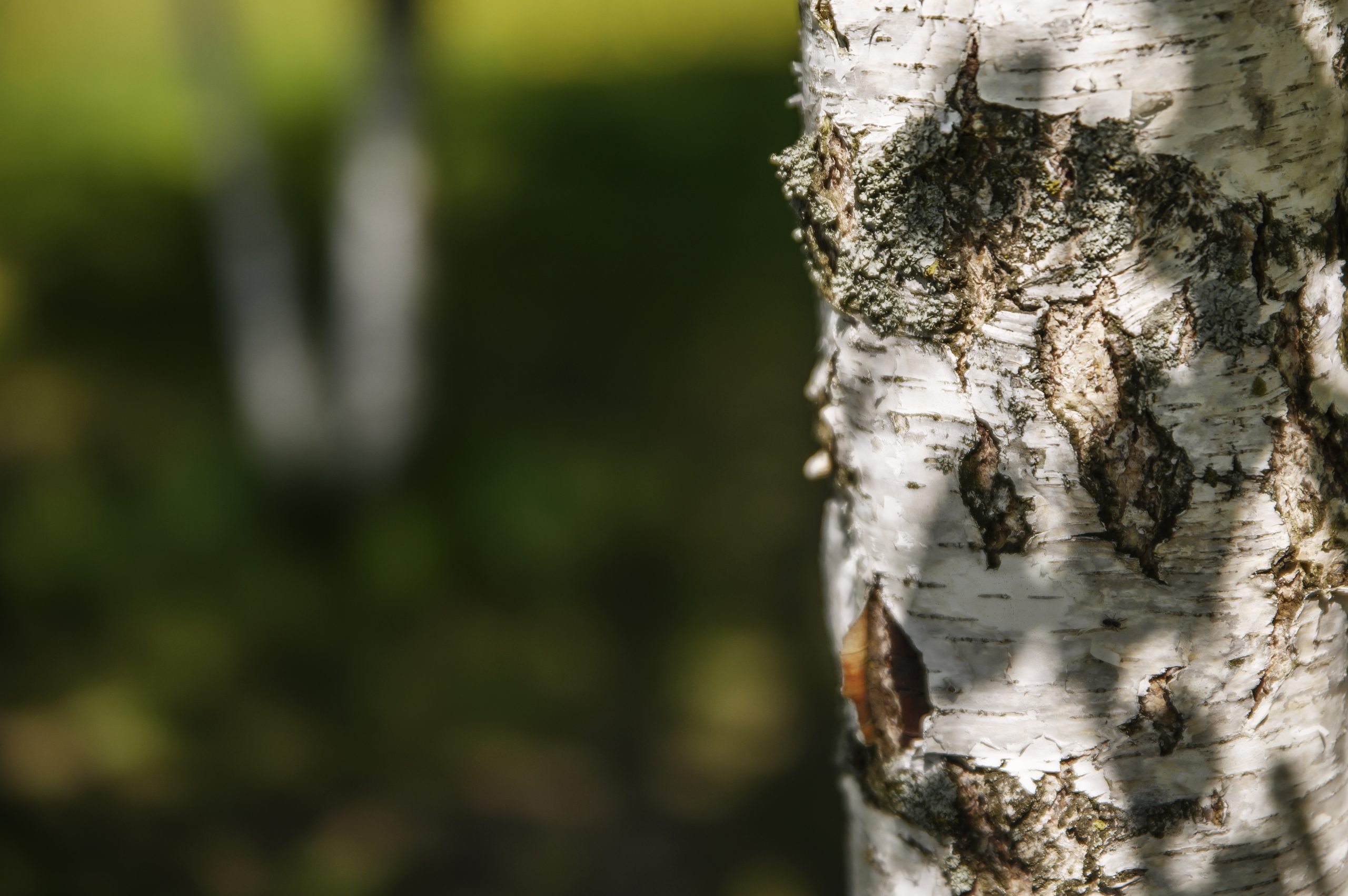 Birch tree trunk closeup with other birch trees in green grass to the left