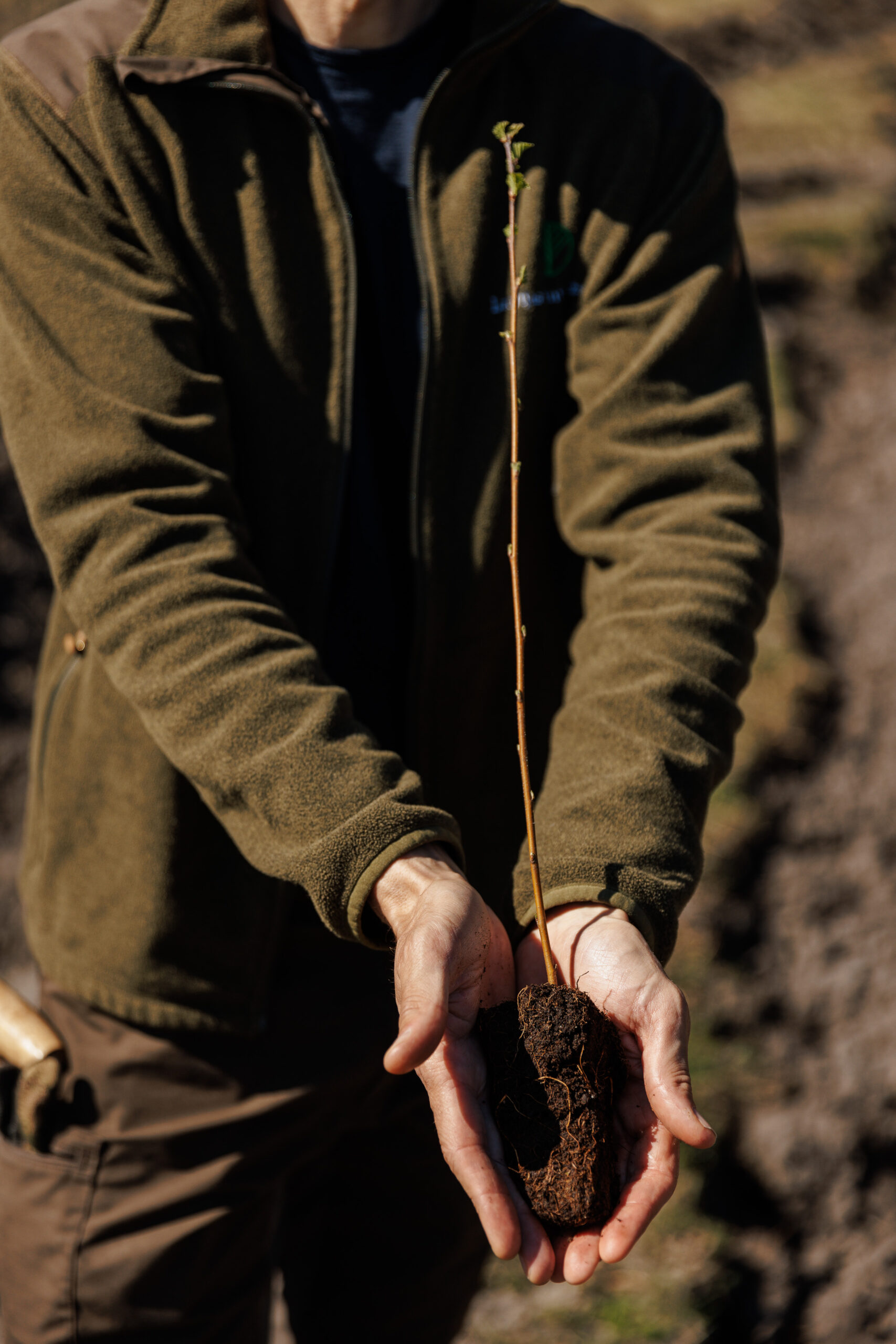 Birch tree sapling held up