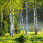 Miglaina bērzu birzs saulainā dienā