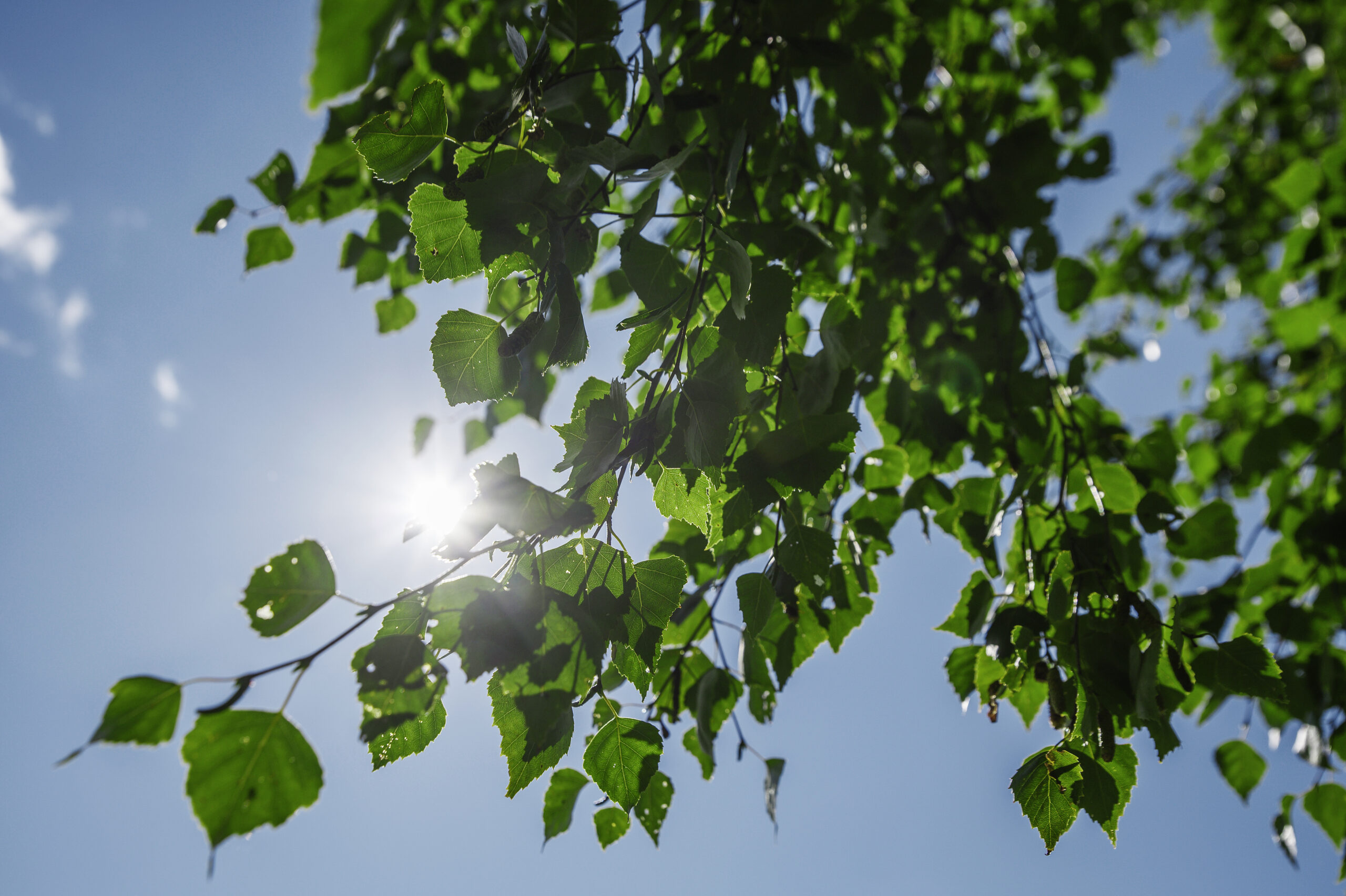 Leafy birch tree branches against sunny blue sky from bottom perspective