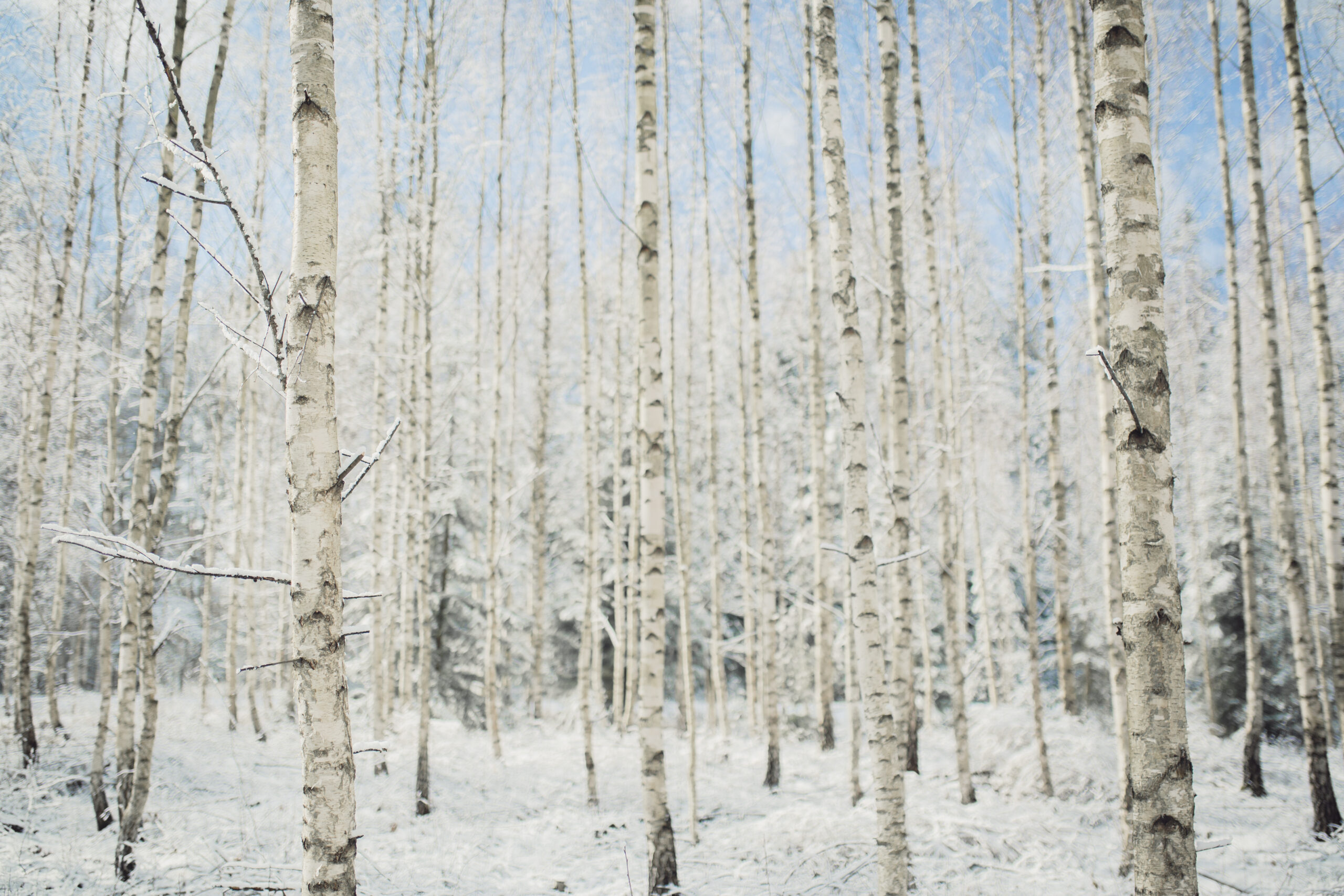 Snowy birch groove on a clear winter day