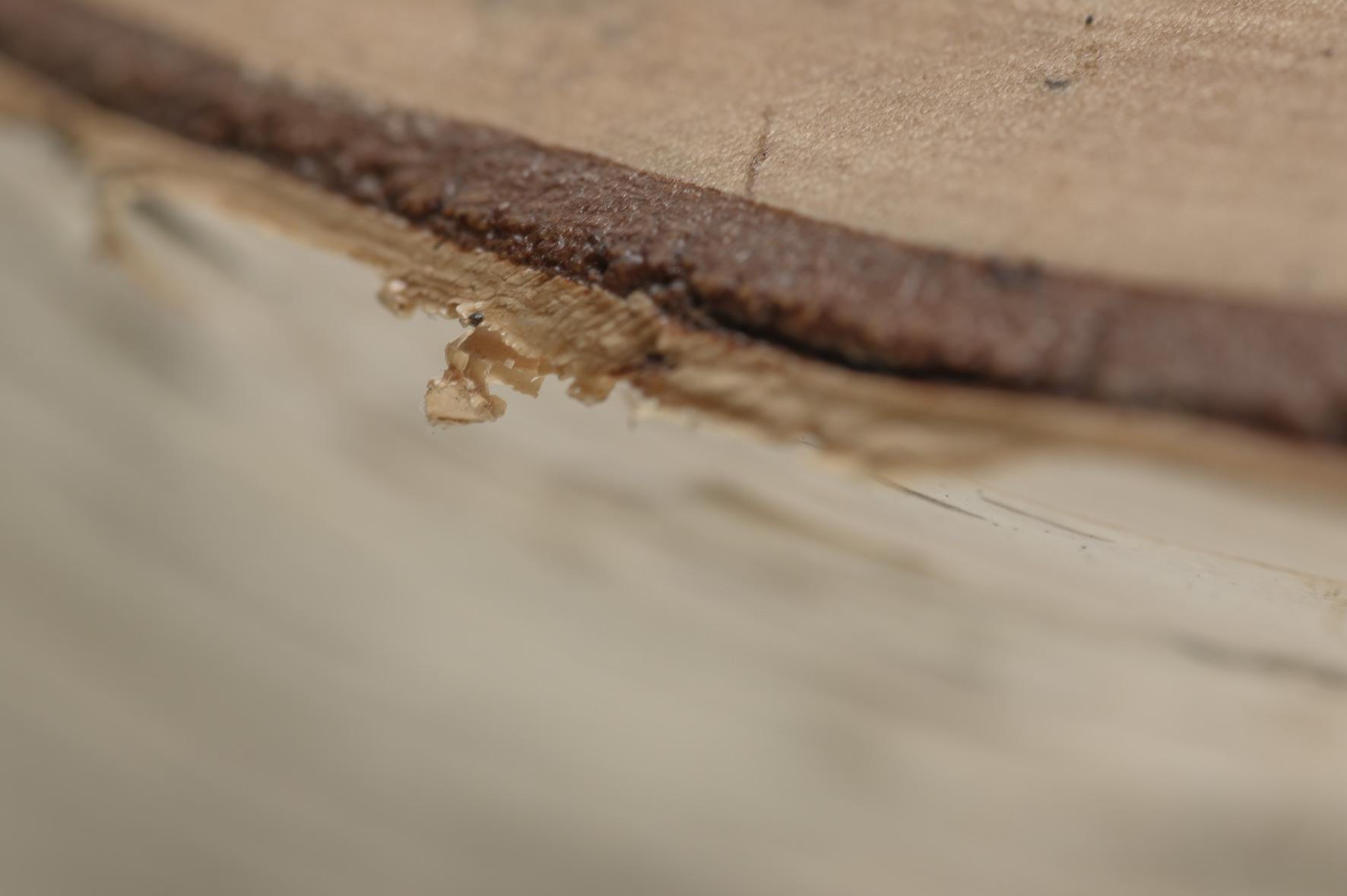 Birch bark closeup