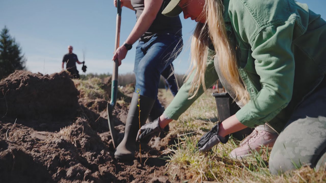 People planting a tree in dirt