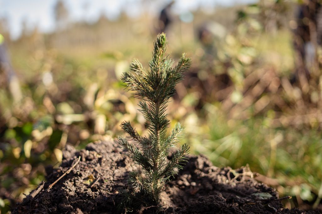A newly planted tree sapling